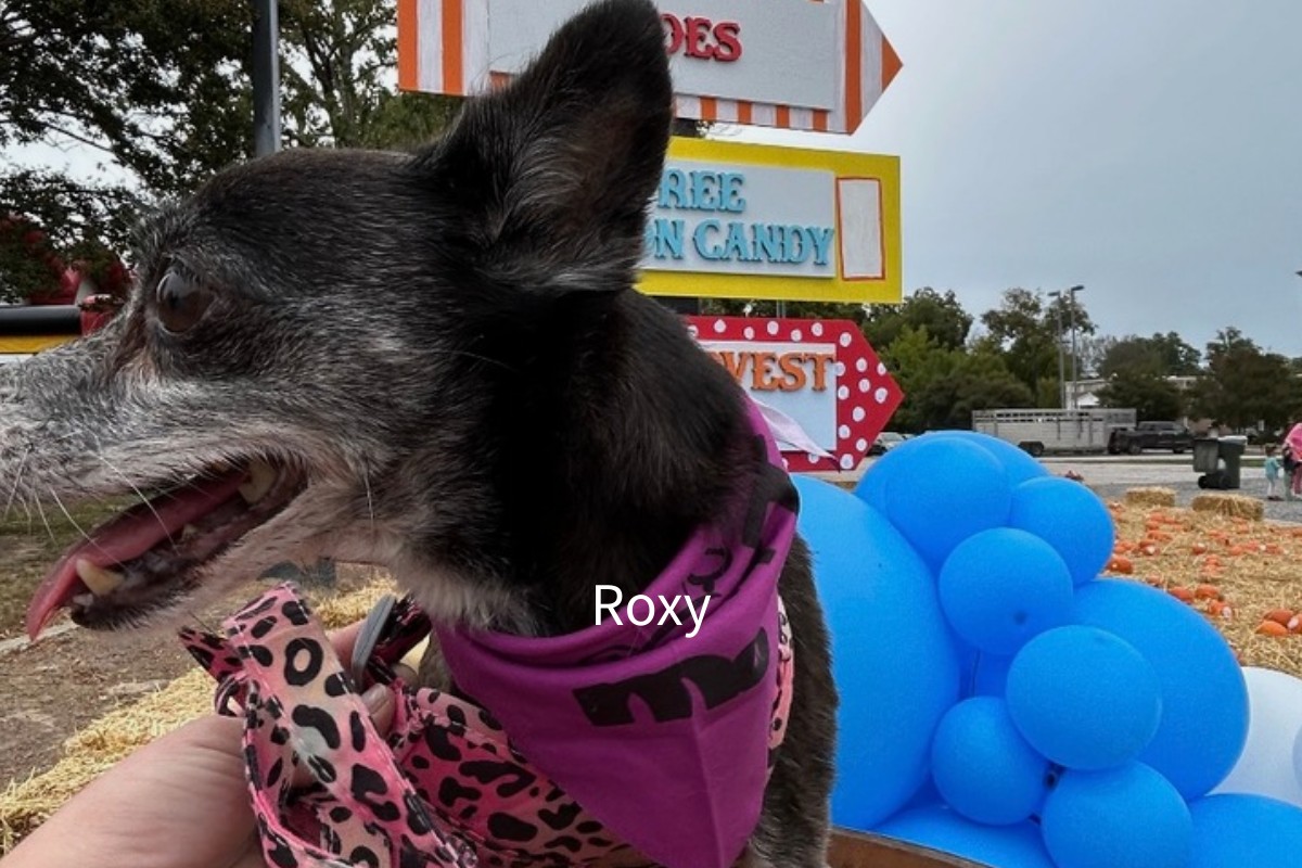 Roxy