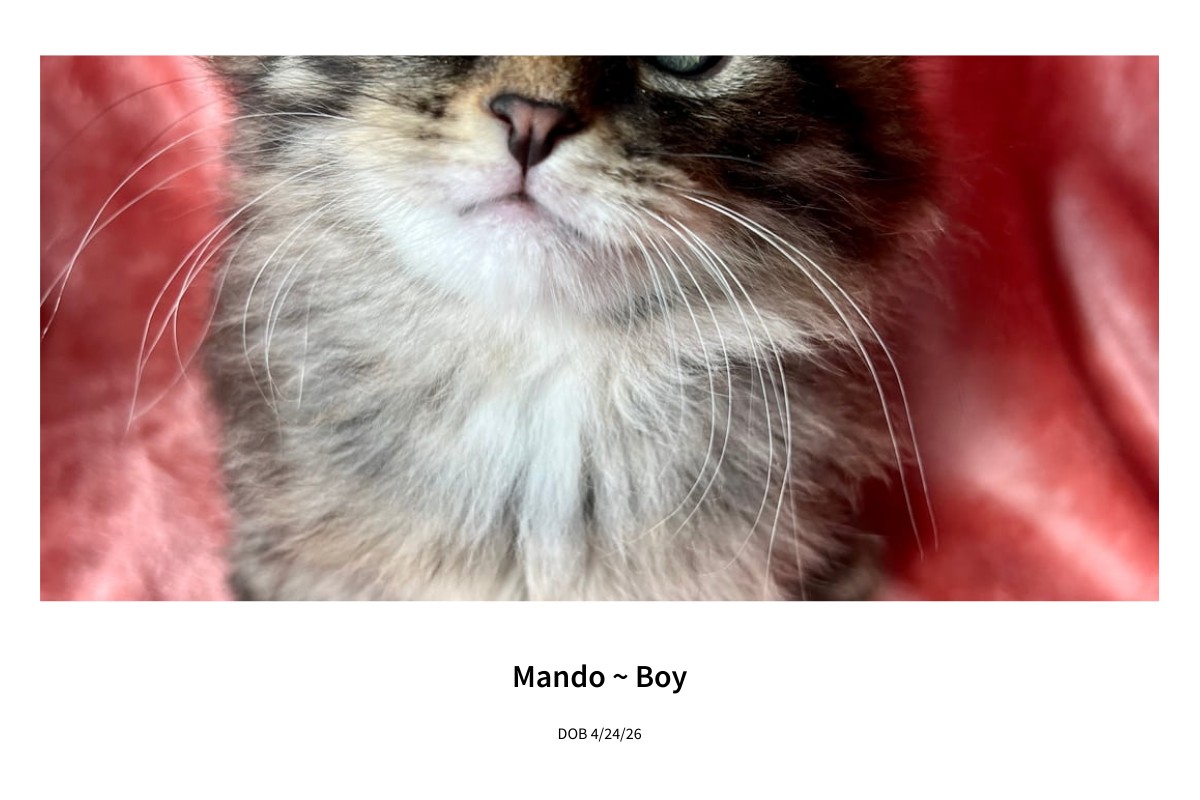Mando ~ Boy