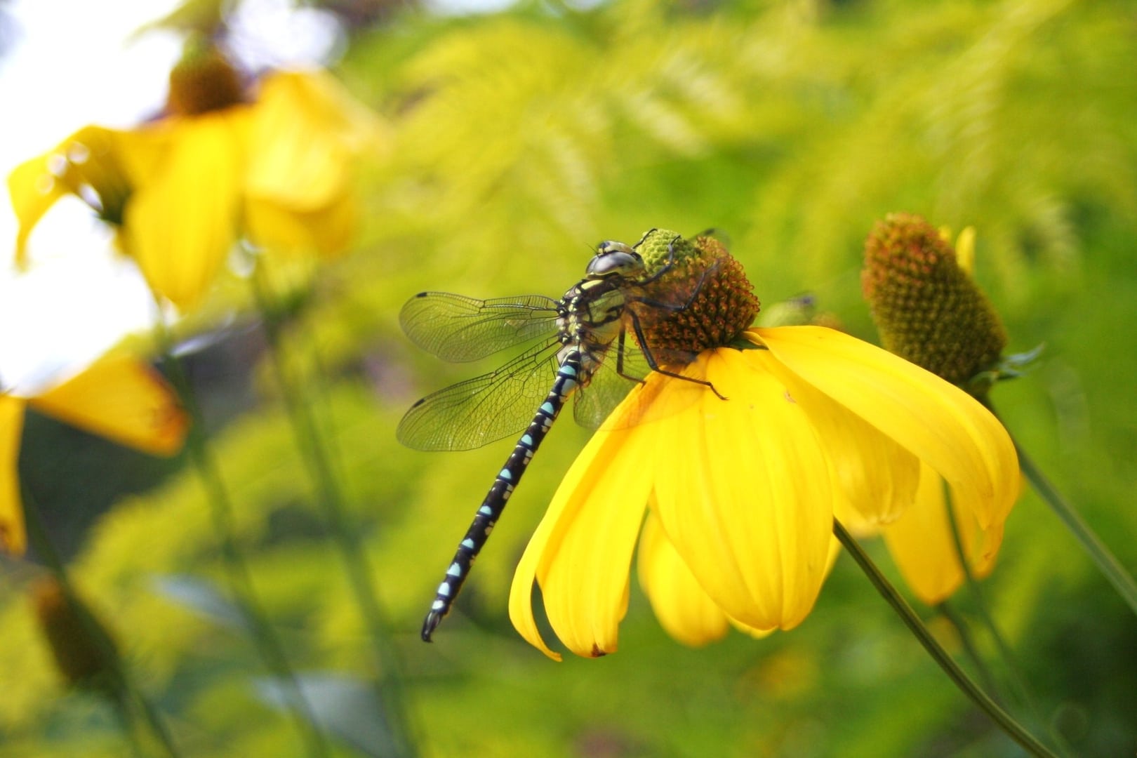 Natuur insecten
