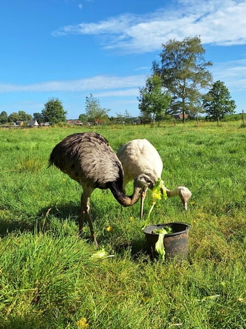 Afbeelding