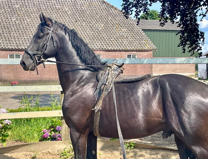 Afbeelding