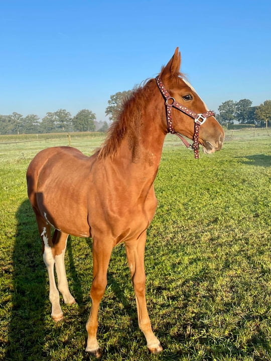 Afbeelding