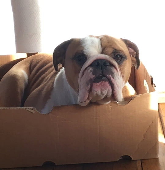 Brooklyn in zijn doos